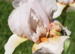 029 - pink gameo 1944